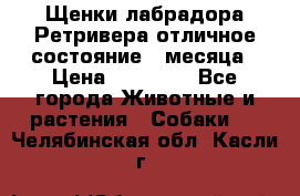 Щенки лабрадора Ретривера отличное состояние 2 месяца › Цена ­ 30 000 - Все города Животные и растения » Собаки   . Челябинская обл.,Касли г.